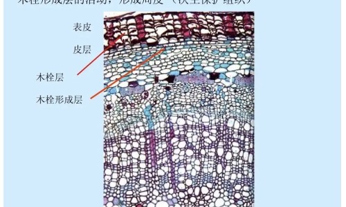 南瓜糖水功效网 | 南瓜糖水怎么做好吃,南瓜糖水放什么糖最好
