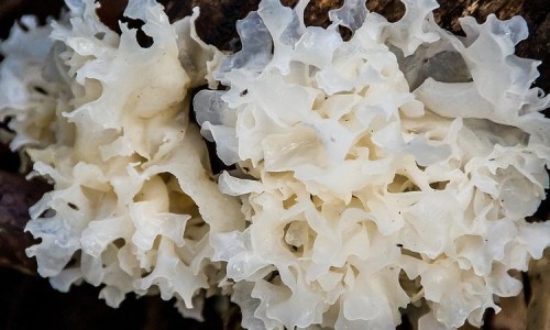 经典南瓜糖水-南瓜糖水功效网 | 南瓜糖水怎么做好吃,南瓜糖水放什么糖最好